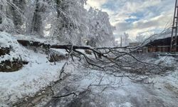 Sinop’ta Kara Yolunda Ağaç Devrildi: Ulaşım Kısa Süreli Aksadı
