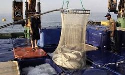 Doğal Liman Kenti Sinop’ta Somon Üretimi Rekor Kırdı: 34 Bin 470 Ton