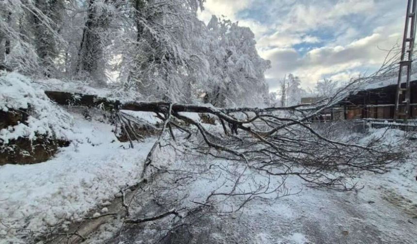 Sinop’ta Kara Yolunda Ağaç Devrildi: Ulaşım Kısa Süreli Aksadı