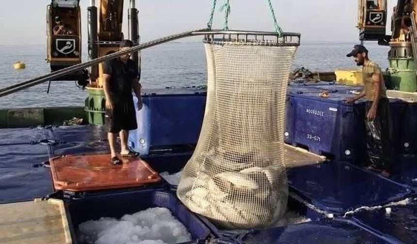 Doğal Liman Kenti Sinop’ta Somon Üretimi Rekor Kırdı: 34 Bin 470 Ton